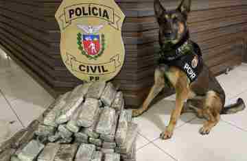  Operações com cães da PCPR ajudaram a tirar 5,7 toneladas de drogas de circulação em 2025